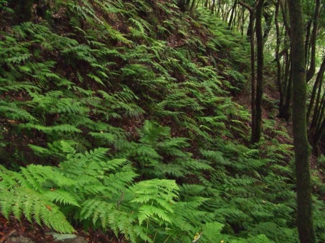 Casa Del Cu Bano B- Biosphere Reserve 산타크루스데 테네리페 외부 사진